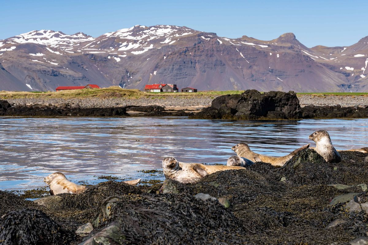 Ytri Tunga, Iceland