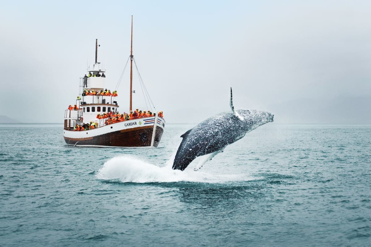 Húsavík Whale Watching, Iceland