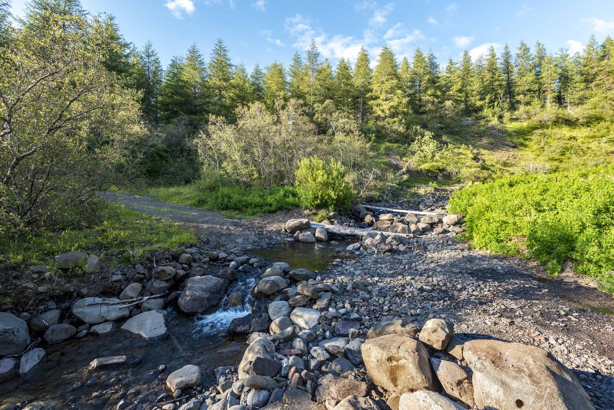 Hallormsstaðaskógur, Iceland